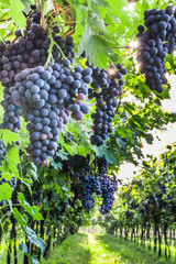 Bunches of ripe grapes before harvest.
