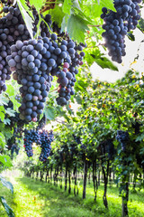 Bunches of ripe grapes before harvest.
