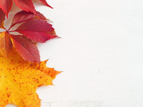 Red and yellow leaves upon white wooden background. Copy space for your text.