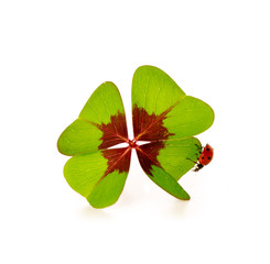 Fototapeta premium Four-leaf clover and ladybug.