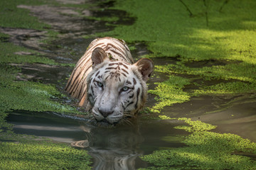 White Bengal Tiger submerged in a swamp