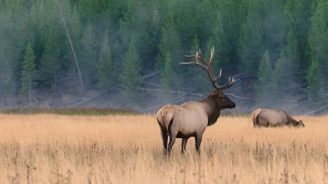 Tracking of Bull Elk urinates in misty field