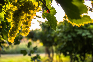Bunches of ripe grapes before harvest.

