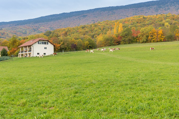 European landscape rural nature. green meadow, a house, a cow.