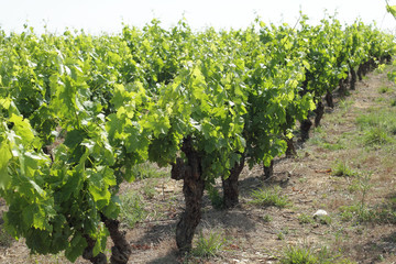 Vignes - Languedoc