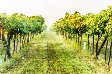 Fototapeta na wymiar Bunches of ripe grapes before harvest. 