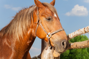 Obraz premium Portrait of beautiful chestnut brown horse
