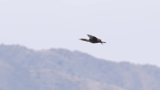 Slow motion of bird flying in sky