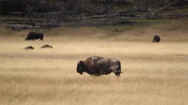 Wide shot of American bison in Yellowstone National Park