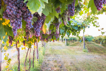 Bunches of ripe grapes before harvest.
