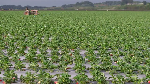 Man driving tractor in strawberry field