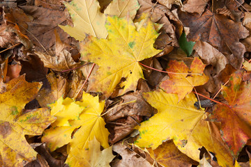 Autumn background from maple leaves