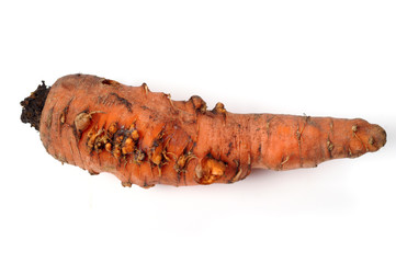 Vegetable pathogen - Meloidogyne hapla on carrots - obrazy, fototapety, plakaty