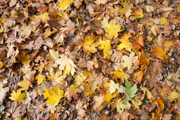 Autumn background from maple leaves