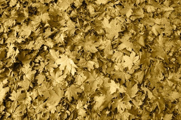 Autumn background from maple leaves. Sepia