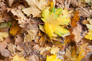 Autumn background from maple leaves