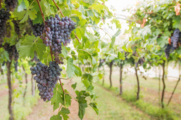 Bunches of ripe grapes before harvest.
