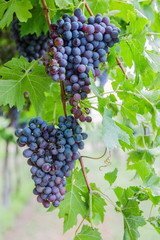 Bunches of ripe grapes before harvest.
