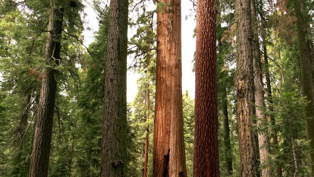 Sequoia Forest Timelapse 14