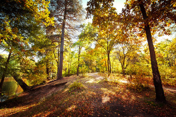 Sunny day in outdoor park with colorful autumn trees. Amazing bright colors of nature landscape