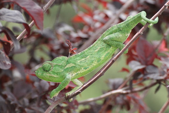 A chameleon in a botanic garden