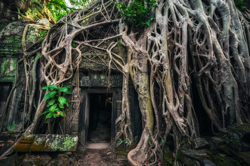 Ancient Khmer architecture. Ta Prohm temple with giant banyan tree at Angkor Wat complex, Siem Reap, Cambodia travel destinations
