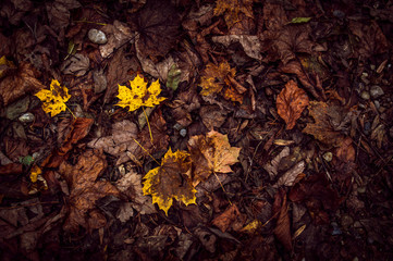 Autumn Leaves