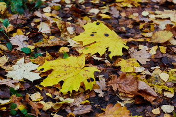 colorfull falling leaves in autumn
