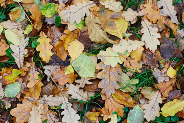 colorfull falling leaves in autumn