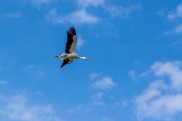 Flying Stork 2