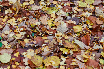 colorfull falling leaves in autumn