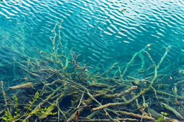 Branches lying in transparent turquoise water