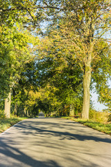 Avenue of trees in autumn. Beautiful road. Background. Sunlight. Nature. Poland.
