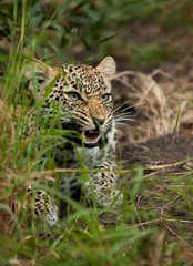 Obraz premium Displeasure, Sabi Sands Game Reserve, South Africa 