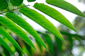 Ailanthus branch with narrow leaves