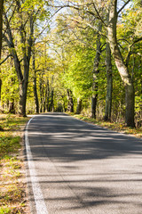 Avenue of trees in autumn. Beautiful road. Background. Sunlight. Nature. Poland.
