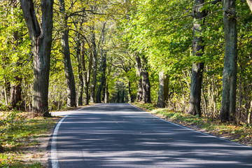 Obraz premium Avenue of trees in autumn. Beautiful road. Background. Sunlight. Nature. Poland. 