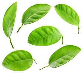 Fototapeta na wymiar leaves leaf isolated