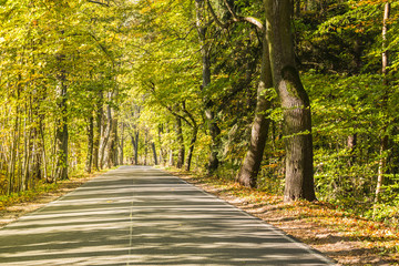 Avenue of trees in autumn. Beautiful road. Background. Sunlight. Nature. Poland.

