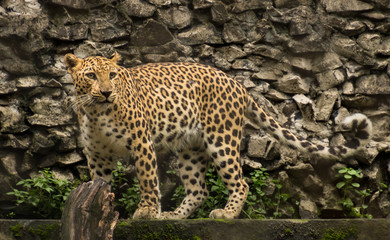 Obraz premium Male Indian Leopard at Kolkata Zoological Garden
