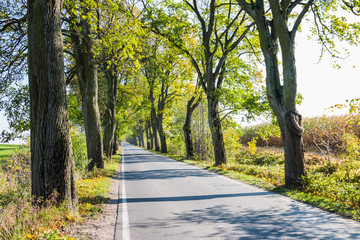 Avenue of trees in autumn. Beautiful road. Background. Sunlight. Nature. Poland.
