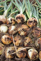 収穫直後のタマネギ