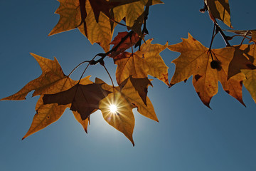 Hojas de árbol, a contraluz, con sol estrellado, en otoño