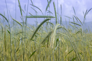 Green wheat field in summer in Almaty, Kazakhstan