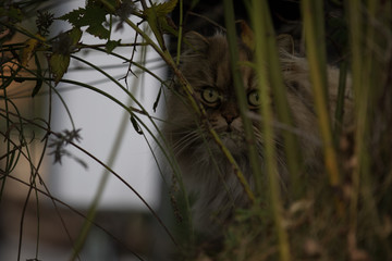 Aufmerksame Katze