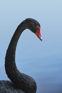 Side face portrait of a graceful black swan (Cygnus atratus) over blurred blue background.