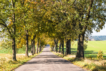 Obraz premium Avenue of trees in autumn. Beautiful road. Background. Sunlight. Nature. Poland. 