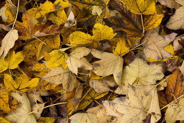 Obraz premium Background with autumn leaves.