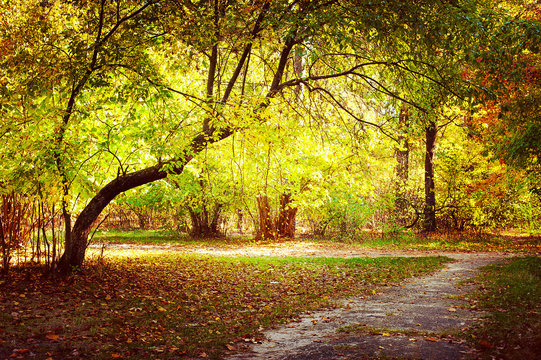 Sunny day in outdoor park with colorful autumn trees and pathway. Amazing bright colors of autumn nature landscape