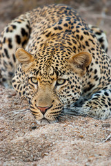 Fototapeta na wymiar Crouched Male Leopard, Sabi Sands Game Reserve, South Africa 